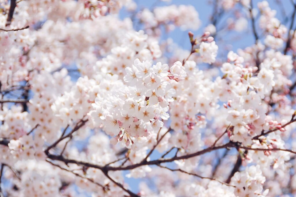 sakura, flower background, flowers-4141766.jpg